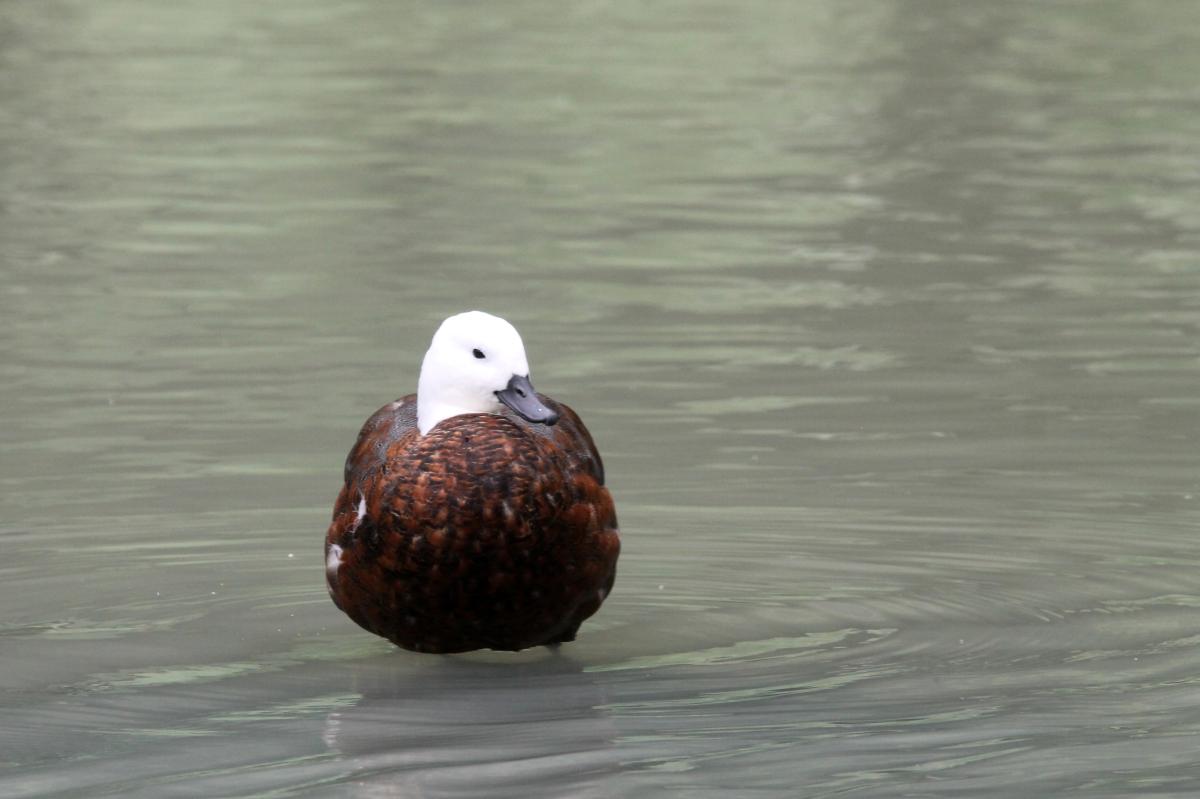 Paradise Shelduck (Tadorna variegata)